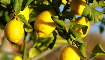Citrus  limon